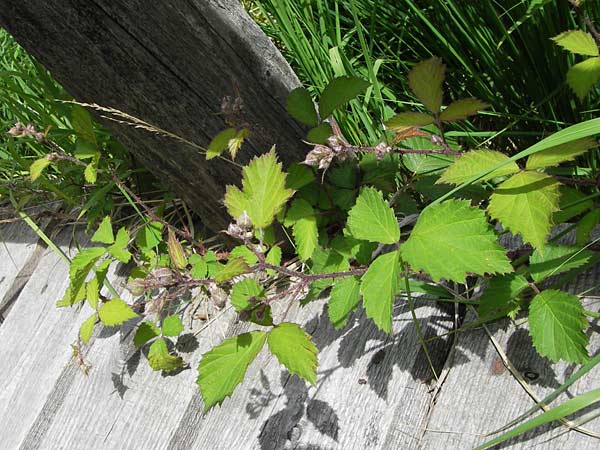 Rubus fruticosus agg. \ Brombeere / Bramble, Blackberry, D Schwarzwald/Black-Forest, Kaltenbronn 7.7.2012