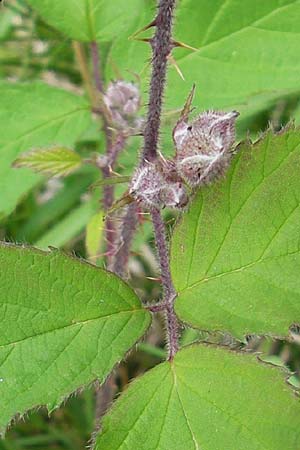 Rubus fruticosus agg. \ Brombeere / Bramble, Blackberry, D Schwarzwald/Black-Forest, Kaltenbronn 7.7.2012