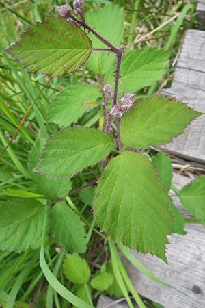 Rubus fruticosus agg. \ Brombeere / Bramble, Blackberry, D Schwarzwald/Black-Forest, Kaltenbronn 7.7.2012