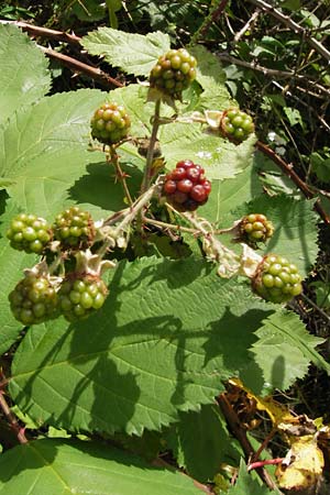 Rubus armeniacus \ Garten-Brombeere, Armenische Brombeere / Armenian Blackberry, Himalayan Blackberry, D Frankfurt-Louisa 14.7.2012