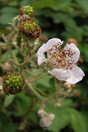 Rubus armeniacus \ Garten-Brombeere, Armenische Brombeere / Armenian Blackberry, Himalayan Blackberry, D Frankfurt-Louisa 14.7.2012