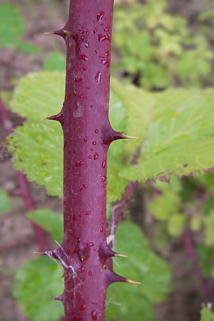 Rubus fruticosus agg. \ Brombeere / Bramble, Blackberry, D Heidelberg 21.7.2012