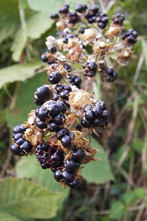 Rubus fruticosus agg. \ Brombeere / Bramble, Blackberry, D Hemsbach 25.9.2012
