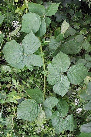 Rubus spec5 ? \ Haselblatt-Brombeere / Bramble, D Eppingen-Elsenz 22.6.2013