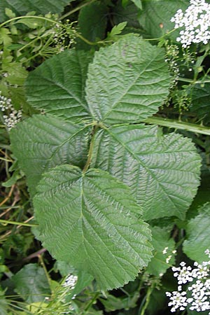 Rubus spec5 ? \ Haselblatt-Brombeere, D Eppingen-Elsenz 22.6.2013