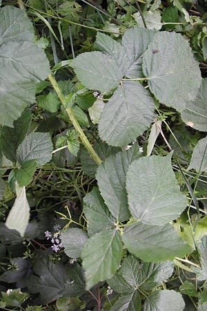 Rubus spec5 ? \ Haselblatt-Brombeere / Bramble, D Eppingen-Elsenz 22.6.2013