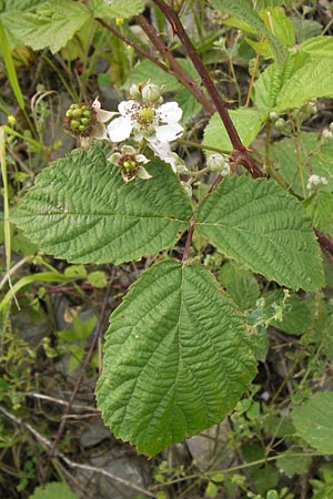 Rubus fruticosus agg. \ Brombeere / Bramble, Blackberry, D Philippsburg 26.6.2013