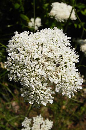 Oenanthe pimpinelloides \ Bibernell-Rebendolde, Sdliche Erdkastanie, D Pappenheim 19.6.2014