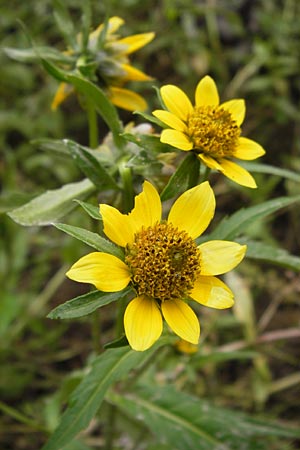 Bidens cernua \ Nickender Zweizahn / Nodding Bur-Marigold, D Wiesbaden 22.9.2012