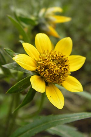 Bidens cernua \ Nickender Zweizahn / Nodding Bur-Marigold, D Wiesbaden 22.9.2012