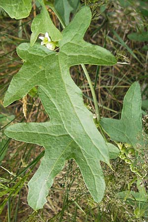 Bryonia dioica \ Rotfrchtige Zaunrbe, D Bad Dürkheim 2.7.2011