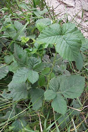 Rubus spec5 ? / Bramble, D Eppingen-Elsenz 22.6.2013