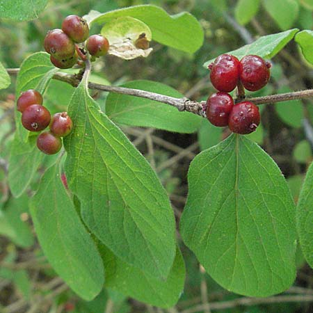 Lonicera xylosteum \ Rote Heckenkirsche, D Viernheim 27.6.2006