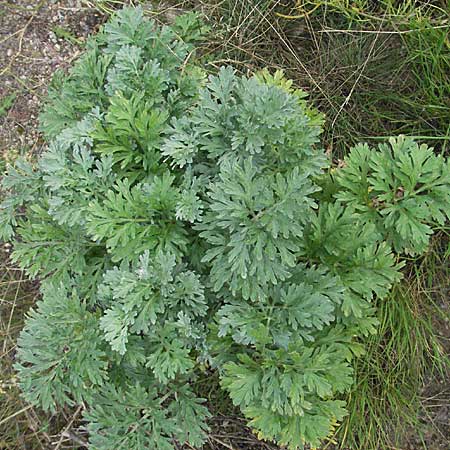 Artemisia absinthium \ Wermut / Wormwood, D Mannheim 16.9.2006