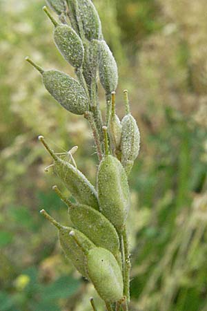 Berteroa incana \ Graukresse / Hoary Alyssum, D Mannheim 16.9.2006