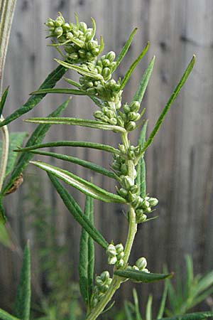 Artemisia verlotiorum, Ostasiatischer Beifu, Kamtschatka-Beifu