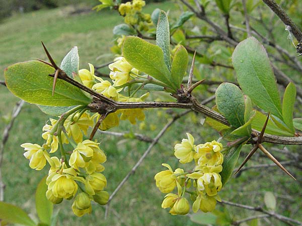 Berberis vulgaris \ Berberitze, Sauerdorn / Barberry, D Hurlach 5.5.2007