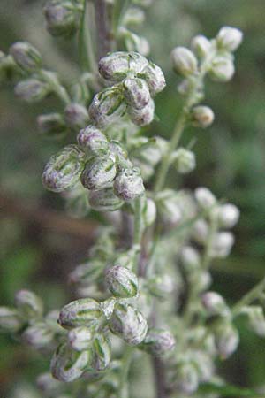 Artemisia vulgaris \ Gewhnlicher Beifu, D Heidelberg 30.6.2007