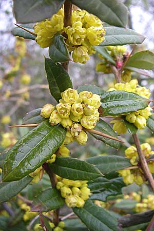 Berberis julianae \ Groblttrige Berberitze, Julianes Berberitze / Juliane's Barberry, D Ingelheim 5.4.2008