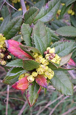 Berberis julianae \ Groblttrige Berberitze, Julianes Berberitze / Juliane's Barberry, D Ingelheim 5.4.2008