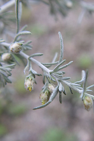 Artemisia repens \ Kriechende Beifu, D Sandhausen 3.9.2008