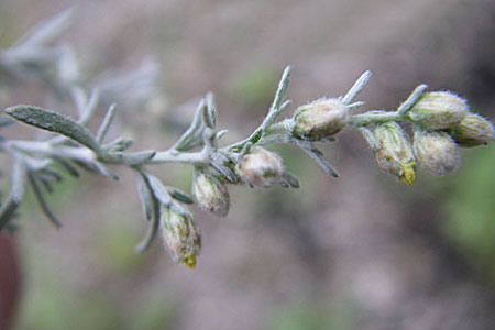 Artemisia repens \ Kriechende Beifu / Creeping Wormwood, D Sandhausen 3.9.2008