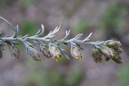 Artemisia repens \ Kriechende Beifu / Creeping Wormwood, D Sandhausen 3.9.2008