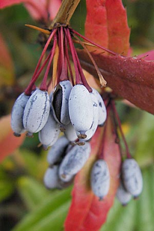 Berberis julianae \ Groblttrige Berberitze, Julianes Berberitze / Juliane's Barberry, D Grünstadt 14.12.2008