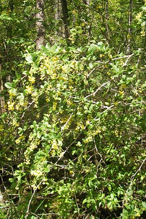 Berberis vulgaris \ Berberitze, Sauerdorn / Barberry, D Mosbach 12.5.2012