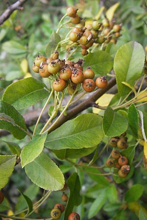 Pyracantha coccinea agg. \ Feuerdorn, D Mannheim 27.7.2012