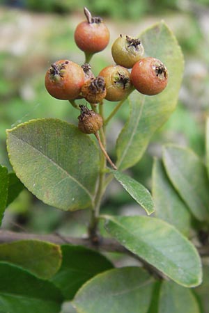 Pyracantha coccinea agg. \ Feuerdorn / Firethorn, D Mannheim 27.7.2012