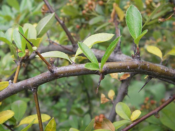 Pyracantha coccinea agg. \ Feuerdorn, D Mannheim 27.7.2012