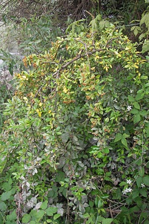 Pyracantha coccinea agg. \ Feuerdorn / Firethorn, D Mannheim 27.7.2012