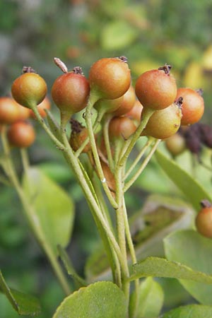 Pyracantha coccinea agg. / Firethorn, D Mannheim 27.7.2012