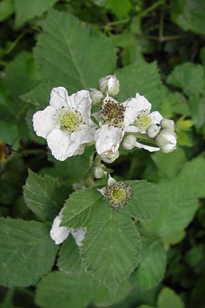Rubus fruticosus agg. \ Brombeere, D Eppingen-Elsenz 22.6.2013