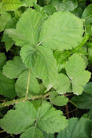 Rubus fruticosus agg. \ Brombeere / Bramble, Blackberry, D Eppingen-Elsenz 22.6.2013