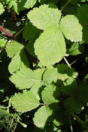 Rubus fruticosus agg. \ Brombeere / Bramble, Blackberry, D Eppingen-Elsenz 22.6.2013