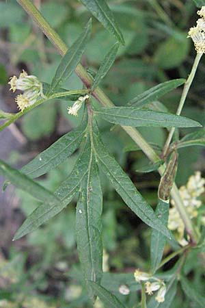 Artemisia vulgaris \ Gewöhnlicher Beifuß, D Edingen 12.8.2007