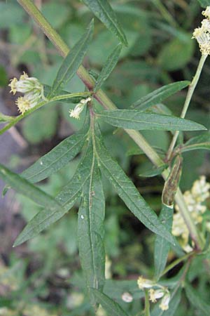 Artemisia vulgaris \ Gewhnlicher Beifu / Mugwort, D Edingen 12.8.2007