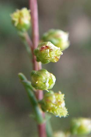 Artemisia campestris \ Feld-Beifu / Field Wormwood, D Sasbach am Kaiserstuhl 23.8.2008