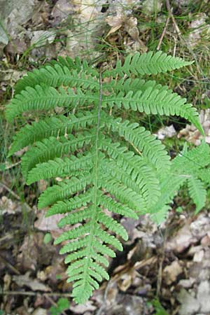 Phegopteris connectilis \ Buchen-Lappen-Farn / Beech Fern, D Odenwald, Langenthal 18.5.2009