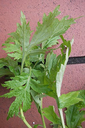 Artemisia vulgaris \ Gewhnlicher Beifu / Mugwort, D Mannheim 23.12.2009