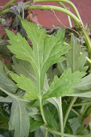 Artemisia vulgaris / Mugwort, D Mannheim 23.12.2009