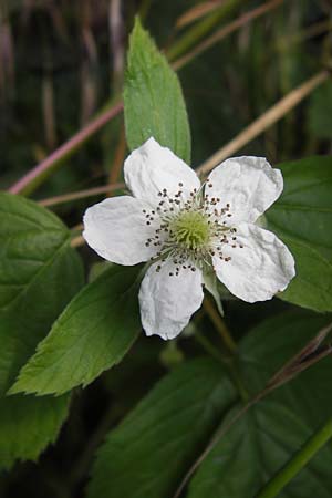 Rubus cuspidatus ? \ Zugespitzte Haselblatt-Brombeere, D Eppingen-Elsenz 22.6.2013