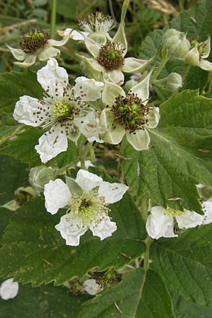 Rubus corylifolius agg. \ Haselblatt-Brombeere / Hazel-Leaved Bramble, D Bönnigheim 22.6.2013