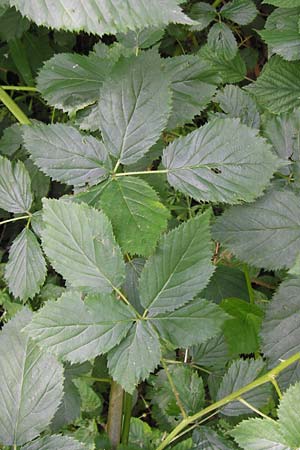 Rubus fruticosus agg. \ Brombeere / Bramble, Blackberry, D Ochsenbach 22.6.2013