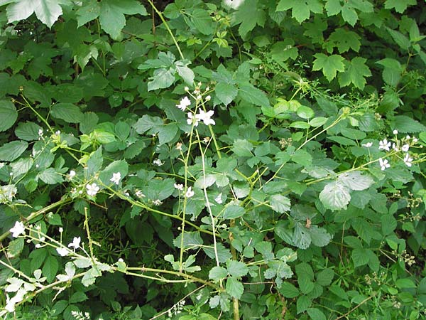 Rubus fruticosus agg. \ Brombeere / Bramble, Blackberry, D Ochsenbach 22.6.2013