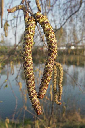 Betula pendula \ Gewhnliche Birke, Hnge-Birke / Silver Birch, D Eisenberg 12.4.2007