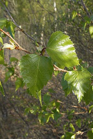 Betula pubescens / Downy Birch, D Allgäu, Gebrazhofen 21.4.2007