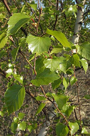 Betula pubescens \ Moor-Birke, Flaum-Birke / Downy Birch, D Allgäu, Gebrazhofen 21.4.2007